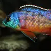 Rob Peacock855 - @robpeacock70 - TikTok