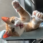 Rob, Pepper, Pumpkin, & Cookie - @mybffcats - Instagram