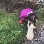 Rob&Piper Camp Cats - @rob.and.piper - Instagram