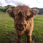 Rob Platt - @robdendyplatt - Instagram
