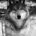 Rob Poole - @wolfepoint7 - Instagram