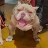 Robram - @olympobulls - TikTok
