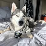 HuskyGang - @theofficial_robschuster - Instagram