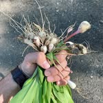 @chef_robert_scully - Instagram