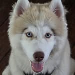 Rob Tracy Jr - @wolfsense2 - Instagram