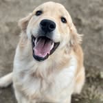 Julia Robert 🐾 - @julia_robert_trimble - Instagram