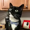 Robbie Brooks - @leonardointhetuxedo - TikTok