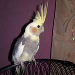 Robbie Burke - @eklavyabansoodeb - Instagram