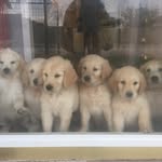 Robbie Byrd - @rbyrdk9 - Instagram