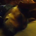 Robbie Corn - @robbie.official.dog - Instagram