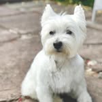 Robbie Douglas - @robbiedouglas43 - Instagram
