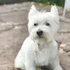 robbiedouglas - @robbiedouglas11 - TikTok