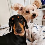 Robbie and Dudley - @robbieanddudley - Instagram