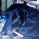 Robbie Lamb - @bassnboy66 - Instagram