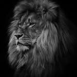 Robbie León🦁 - @rioderobbie - Instagram