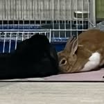 🐰🫧Robbie x Luna🥕🐰 - @robbieluna.32586 - Instagram