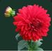 Rubi Beg - Facebook