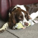 RobbieFinnandGus#Springers - @jules196 - Instagram