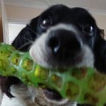 robbietheenglishspringer - @robbietheenglishspringer - Instagram