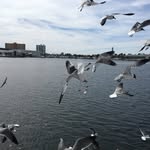 Robin Peterson - @harborstitching - Instagram