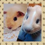 Robin & Watson wii wii - @robin_and_watson - Instagram
