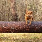 Robin Watson - @tibeagundogs - Instagram