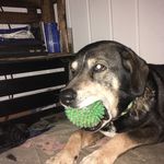 Röbby - @robby_s_ball - Instagram