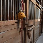 Robby Hill Stables - @robbyhillstables - Instagram