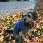 Robby Mason - @rlmcaninecouture - Instagram