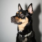 Robbie Simmons-Dole - @r0bthedawg - Instagram