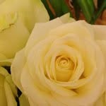 Robert Aderholt - @uoutsereneblab - Instagram