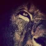 Robert Allen - @robertallen1233 - Instagram