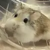 robert_famster - @robert_famster - TikTok