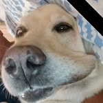 Robert Del Armelina - @robertdelarmelina - Instagram