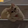 cute cat - @robertavendanoestacion - TikTok