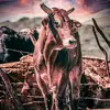 Robert Baeza - @robert.baeza5 - TikTok