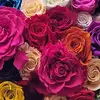 robertabaier198 - @robertabaier198 - TikTok
