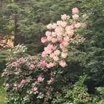 Robert Bailie - @bailie.robert - Instagram