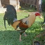 Robert Baring - Facebook