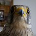Robert Barthe - Facebook