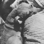 Robert Bassing - @post_your_dogs101 - Instagram