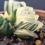 Robert Basson - @robert.basson - Instagram