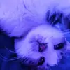 Rabby cakes (⸝⸝⸝´꒳`⸝⸝⸝) - @robertbasurto1 - TikTok