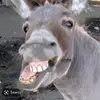 Robert Buske - @baddonkey7 - TikTok
