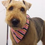 Robert Beals - @tailssafe_pet_care - Instagram