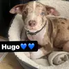 robertbeatham - @hugothepup23 - TikTok