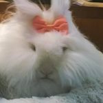 Robert Beck - @bunniesbybobby - Instagram