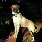 Robert Been - @robertbeen - Instagram