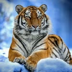 Robert Been - @been6187 - Instagram