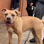 Xl bully  breed - @robert.beirne.961 - Instagram